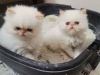 SAFKAN İRAN KEDİSİ 45 GÜNLÜK REZERVEYE AÇIK
