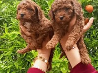 Toy poodle yavrular teslime hazır