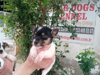 SDK çiftlikten kısa bacak jack russell terrierler