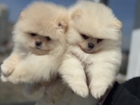 Tea cup sçr li pomeranian yavrular petmode den
