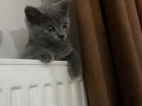 yavru british shorthair kedimiz