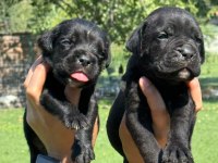 Cane corso yavrularımız çiftliğimızden