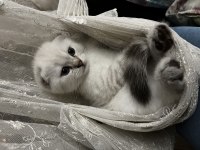 Pamuk şekerleri kediler