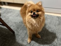 Pomeranian boo 2 yaşında