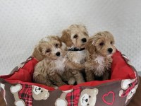 Orjinal Teacup Maltipoo Köpekler