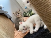 British shorthair 9 mayıs doğumlu