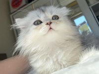 British longhair Ns11 bebeklerimiz yeni ailelerini bekliyor