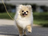 Pomeranian boo köpeği