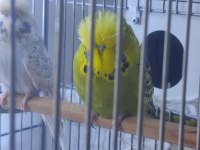 Sow Jumbo muhabbet kuşu