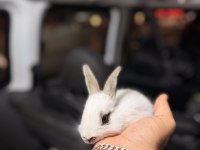 Mini bebek tavşanlarımız mevcuttur