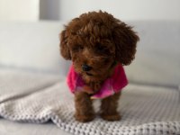 3 aylık poodle
