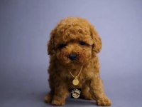 Toy Poodle Yavrumuz