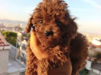 Toy Poodle Yavrular