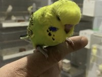 Show jumbo muhabbet kuşu yavrular