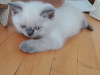 30 Mayıs Doğumlu British Shorthair