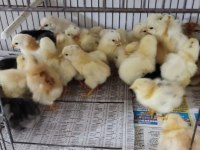 Yüksek Yumurta Verimli Köy Tavuklarının Civcivleri