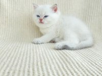 British shorthair kardeşler