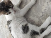 2 Aylık kardeş kediler ücretsiz acil