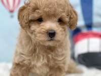 Irk Garantili Maltipoo Yavruları