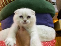 Birinci sınıf scottish fold ve british yavrular
