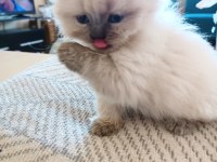 52 Gunluk British Longhair Blue Point Yavru