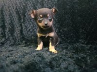 Minyatür pinscher
