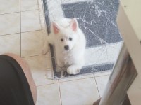Pomeranian spitz