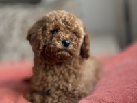 Dişi Red Brown Toy Poodle Yavru