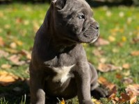 Cane corso en kalitelisi bizde var
