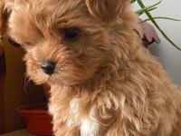 Maltipoo yavrularımız sizleri bekliyor