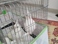 Albino sultan papağanı 3 Aylık