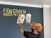 GERÇEK MALTİPOO YAVRULAR ANKARA MAĞAZAMIZDA GÖRÜN