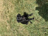 Cane corso yavru