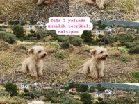 ACİL BAYRAM ÖNCESİ BAYRAMLIK DİŞİ MALTİPOO