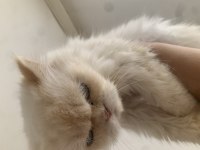 İran kedisi kızımız bella
