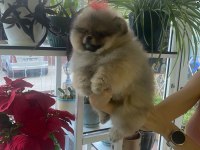3 Aylık Yavru Pomeranian Boo