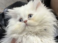 Tatlı mı tatlı british longhair ve shorthair bebeklerim
