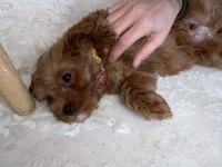 Yavru Maltipoo