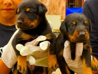 Doberman yavrularımız
