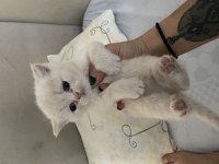 1,5 aylık safkan scottish straight