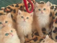 GOLDEN BY12 BRİTİSH BEBEKLER