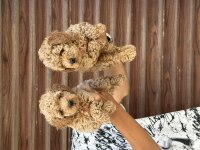 Sağlıklı A kalite orjinal poodle