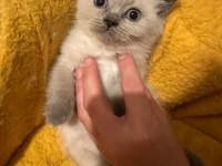 British Shorthair 50 Günlük Bebekler