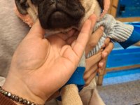 Pug köpeğimiz