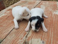 Jack russell minnikler
