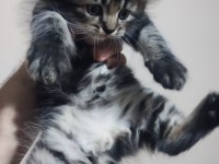 British Main Coon Erkek