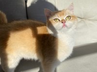 Şecereli Safkan Golden British Shorthair Dişi NY12