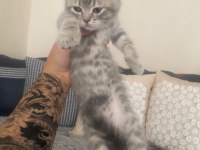 British shorthair yavrular