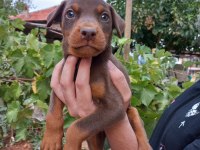 Doberman yavrular