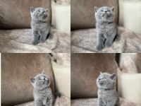British Shorthair Gri Yavrular